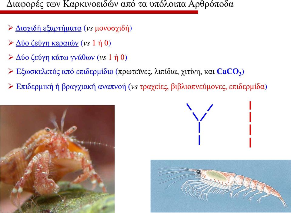 ή 0) Εξωσκελετός από επιδερμίδιο (πρωτεϊνες, λιπίδια, χιτίνη, και CaCO 3