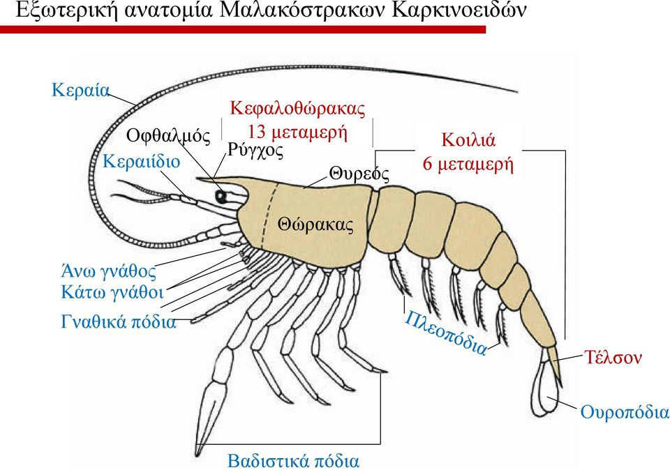 Ρύγχος Θυρεός Θώρακας Κοιλιά 6 μεταμερή Άνω γνάθος