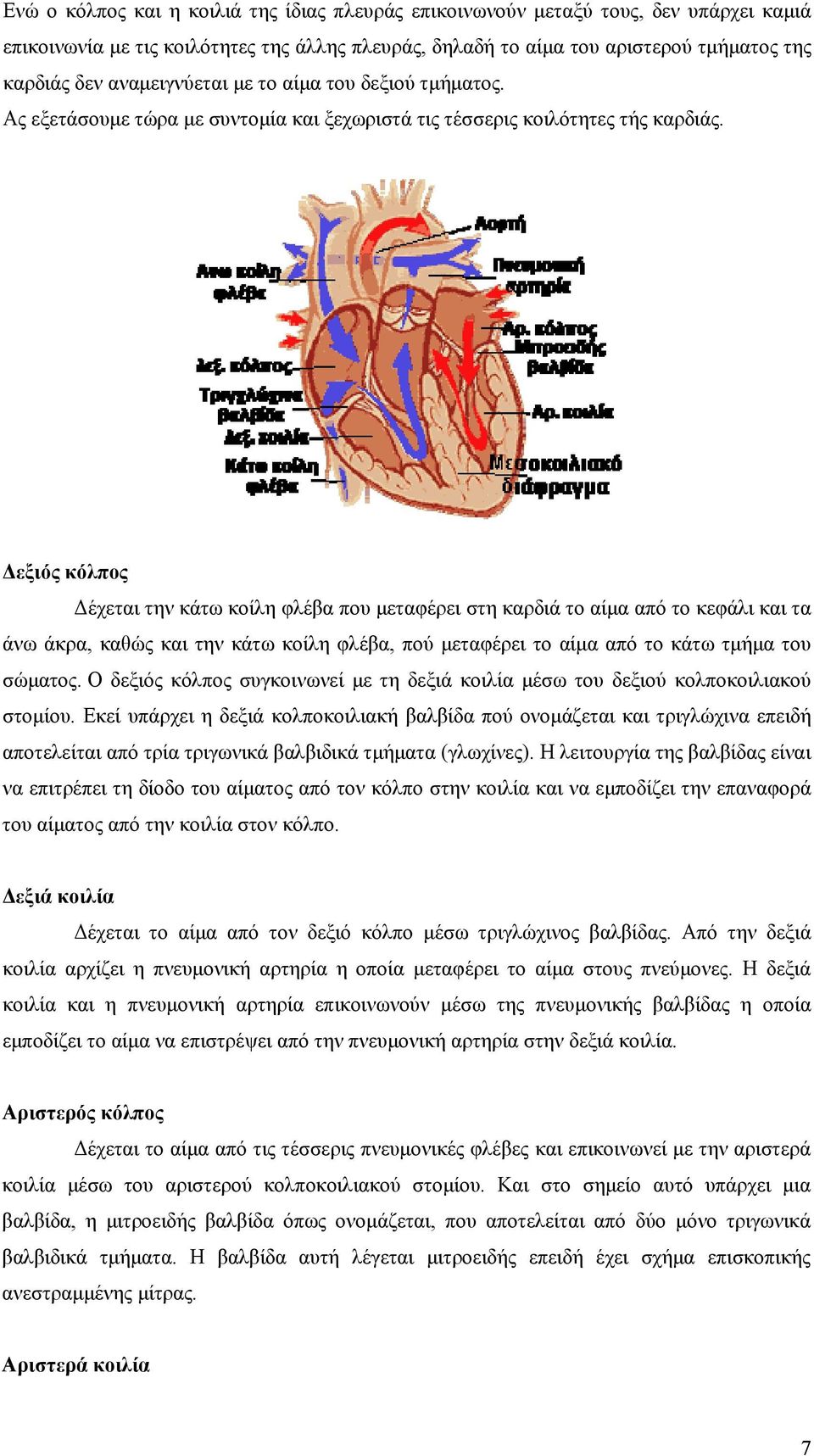 Δεξιός κόλπος Δέχεται την κάτω κοίλη φλέβα που μεταφέρει στη καρδιά το αίμα από το κεφάλι και τα άνω άκρα, καθώς και την κάτω κοίλη φλέβα, πού μεταφέρει το αίμα από το κάτω τμήμα του σώματος.
