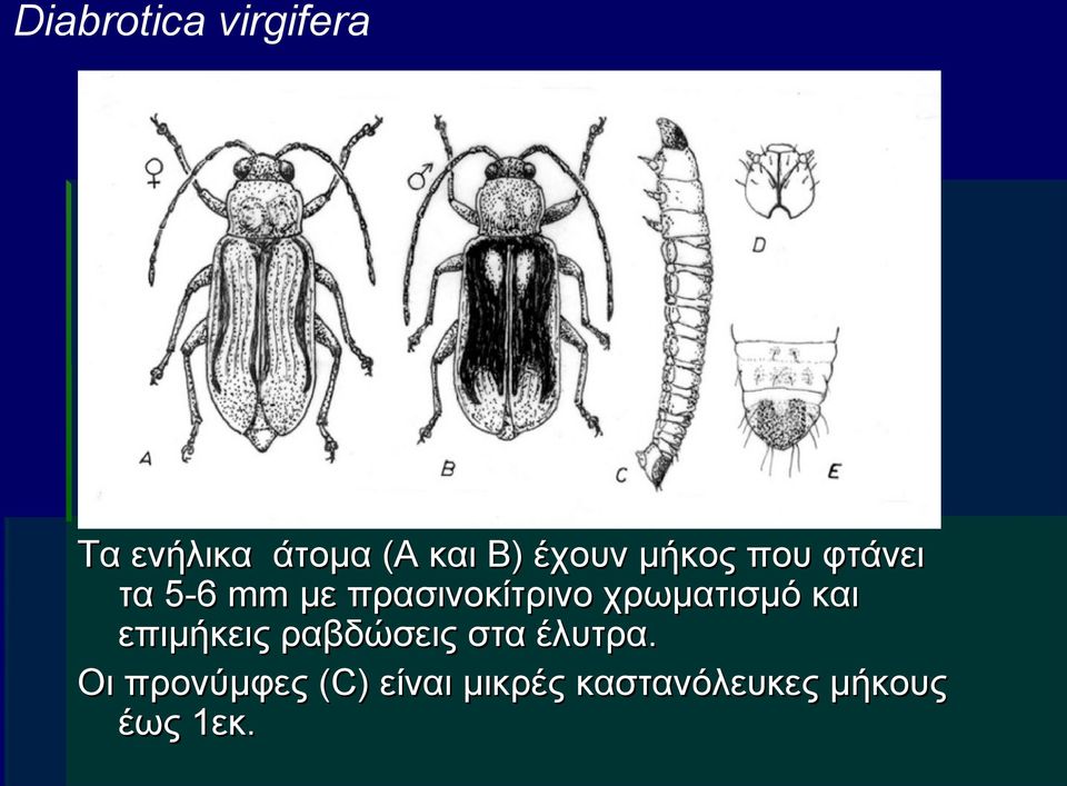 χρωματισμό και επιμήκεις ραβδώσεις στα έλυτρα.