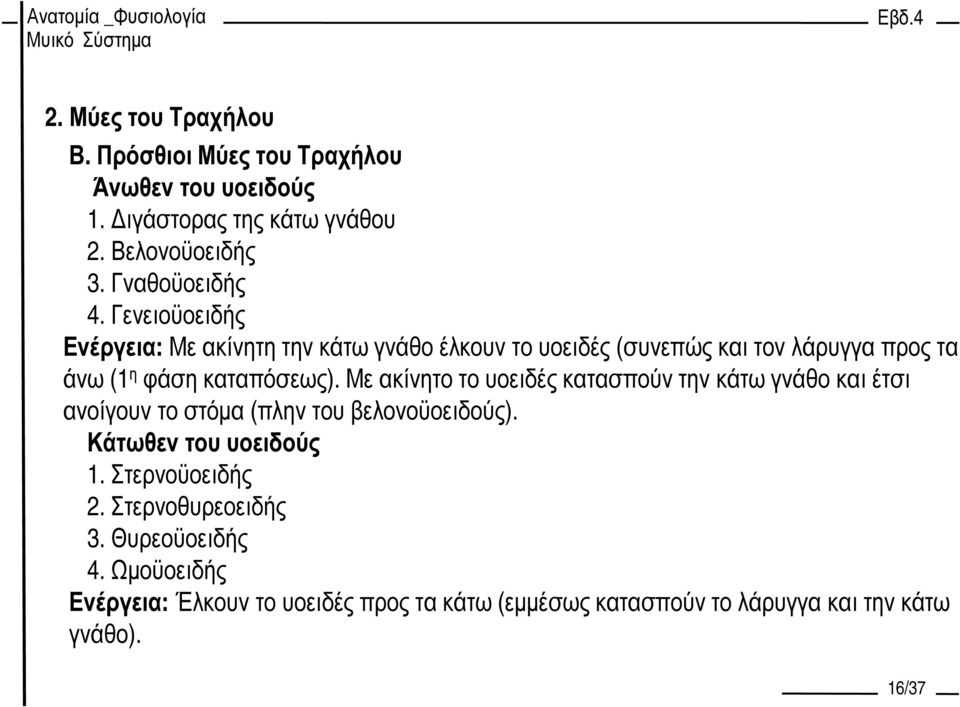 Με ακίνητο το υοειδές κατασπούν την κάτω γνάθο και έτσι ανοίγουν το στόµα (πλην του βελονοϋοειδούς). Κάτωθεν του υοειδούς 1.