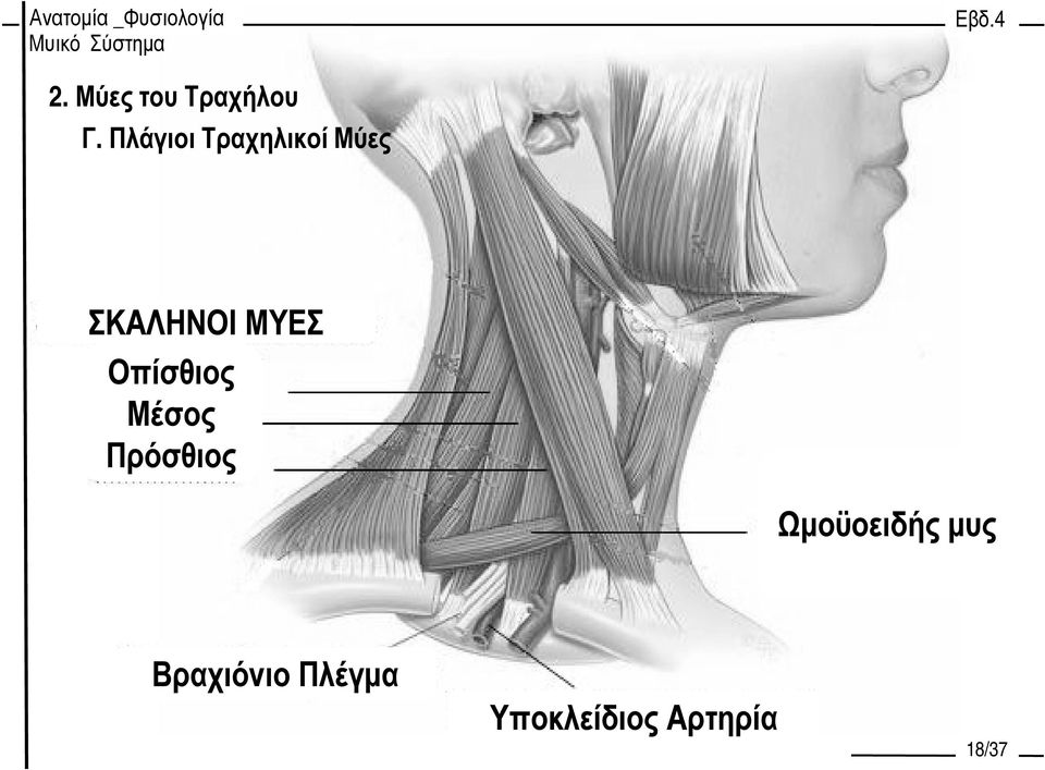 ΜΥΕΣ Οπίσθιος Μέσος Πρόσθιος