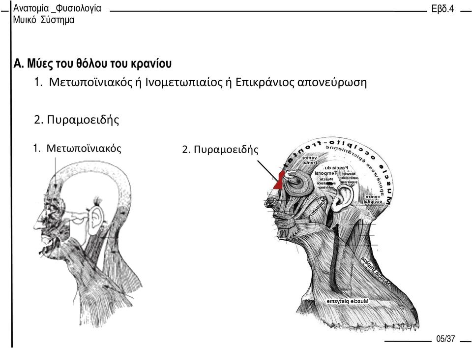 Επικράνιος απονεύρωση 2.