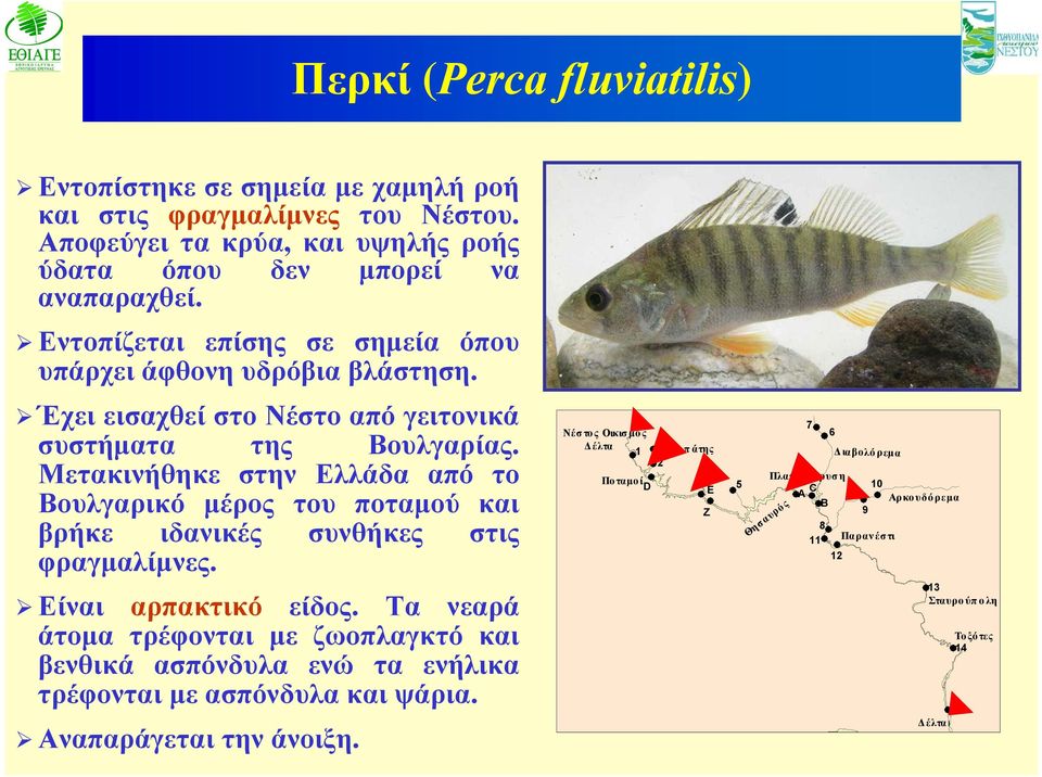 Μετακινήθηκε στην Ελλάδα από το Βουλγαρικό μέρος του ποταμού και βρήκε ιδανικές συνθήκες στις φραγμαλίμνες. Είναι αρπακτικό είδος.