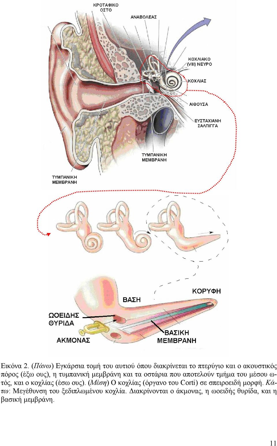 ους), η τυμπανική μεμβράνη και τα οστάρια που αποτελούν τμήμα του μέσου ω- τός, και ο