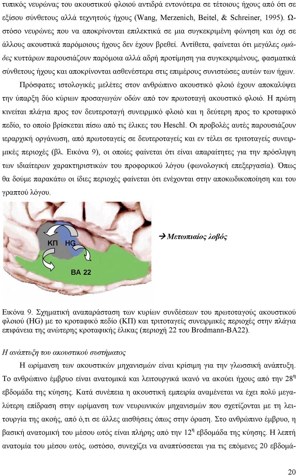 Αντίθετα, φαίνεται ότι μεγάλες ομάδες κυττάρων παρουσιάζουν παρόμοια αλλά αδρή προτίμηση για συγκεκριμένους, φασματικά σύνθετους ήχους και αποκρίνονται ασθενέστερα στις επιμέρους συνιστώσες αυτών των