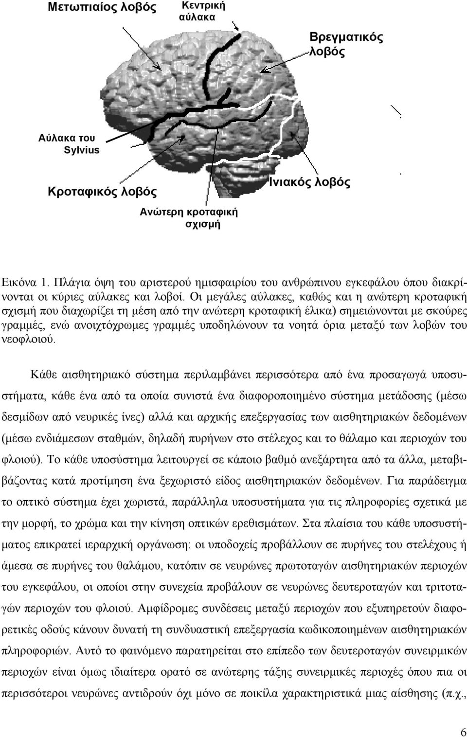 Οι μεγάλες αύλακες, καθώς και η ανώτερη κροταφική σχισμή που διαχωρίζει τη μέση από την ανώτερη κροταφική έλικα) σημειώνονται με σκούρες γραμμές, ενώ ανοιχτόχρωμες γραμμές υποδηλώνουν τα νοητά όρια