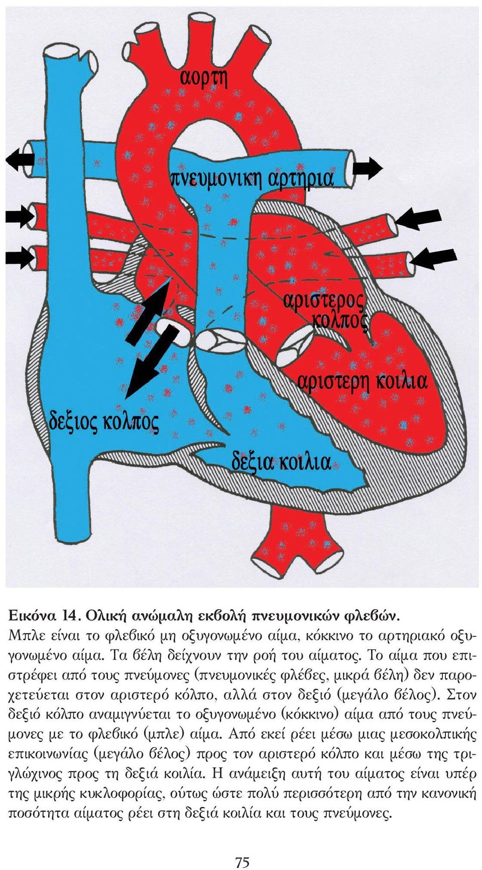 Στον δεξιό κόλπο αναµιγνύεται το οξυγονωµένο (κόκκινο) αίµα από τους πνεύ- µονες µε το φλεβικό (µπλε) αίµα.