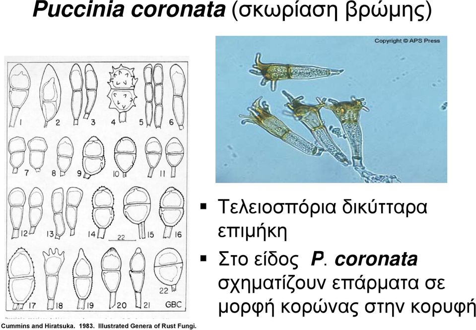 Τελειοσπόρια δικύτταρα επιμήκη Στο είδος P.