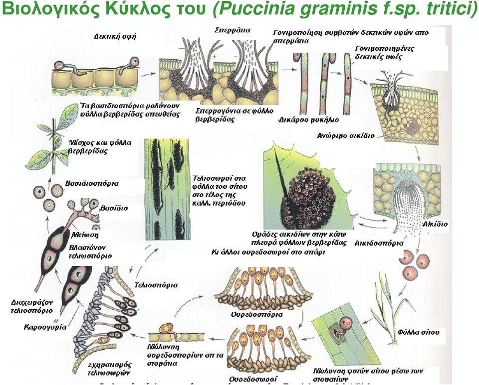 (Puccinia
