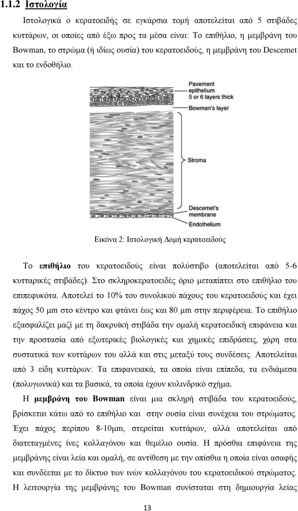 Στο σκληροκερατοειδές όριο μεταπίπτει στο επιθήλιο του επιπεφυκότα. Αποτελεί το 10% του συνολικού πάχους του κερατοειδούς και έχει πάχος 50 μm στο κέντρο και φτάνει έως και 80 μm στην περιφέρεια.