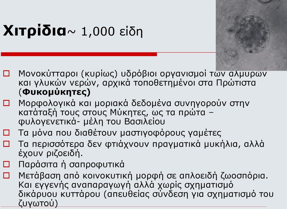 διαθέτουν μαστιγοφόρους γαμέτες Τα περισσότερα δεν φτιάχνουν πραγματικά μυκήλια, αλλά έχουν ριζοειδή.