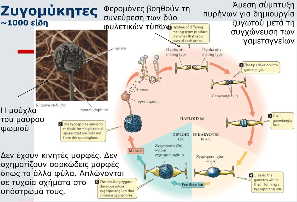 γαμεταγγείων Η μούχλα του μαύρου ψωμιού Δεν έχουν κινητές μορφές.