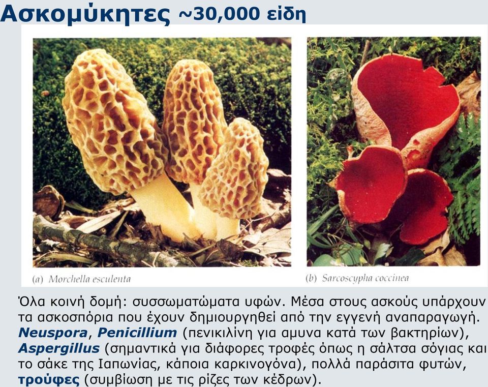 Neuspora, Penicillium (πενικιλίνη για αμυνα κατά των βακτηρίων), Aspergillus (σημαντικά για