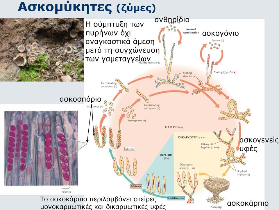 ασκογόνιο ασκοσπόριο ασκογενείς υφές Το ασκοκάρπιο