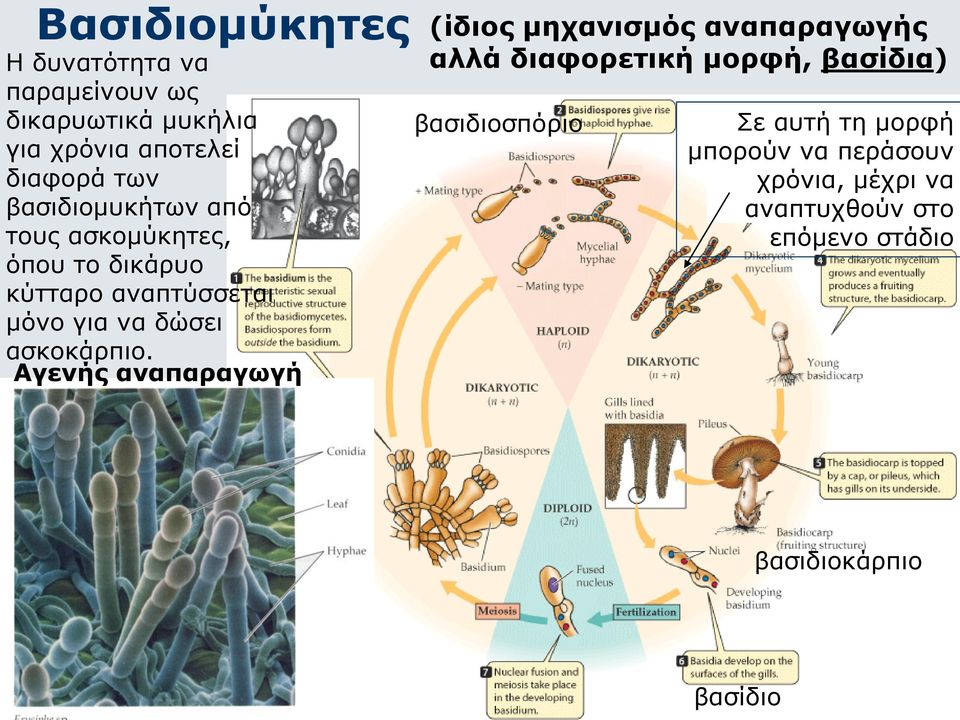 ασκομύκητες, όπου το δικάρυο κύτταρο αναπτύσσεται μόνο για να δώσει ασκοκάρπιο.