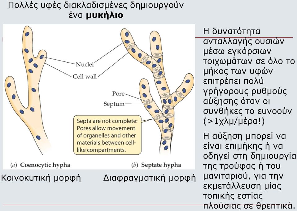 αύξησης όταν οι συνθήκες το ευνοούν (>1χλμ/μέρα!