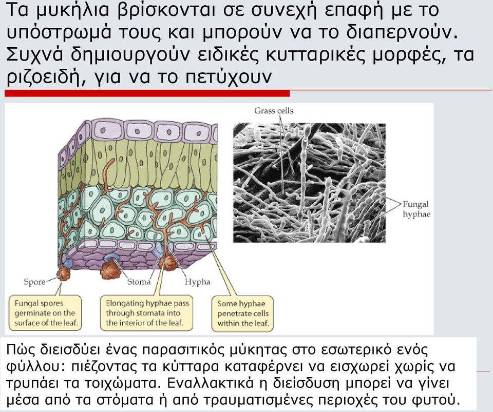 παρασιτικός μύκητας στο εσωτερικό ενός φύλλου: πιέζοντας τα κύτταρα καταφέρνει να εισχωρεί χωρίς να