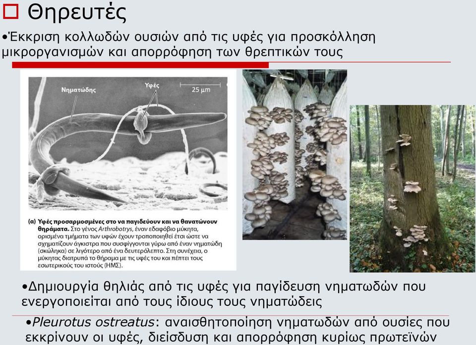 που ενεργοποιείται από τους ίδιους τους νηματώδεις Pleurotus ostreatus: