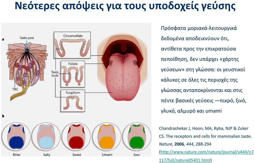 στις πέντε βασικές ςγ γεύσεις πικρό, ρ ξινό,, γλυκό, αλμυρό και umami Chandrashekar J, Hoon, MA, Ryba, NJP & Zuker CS.