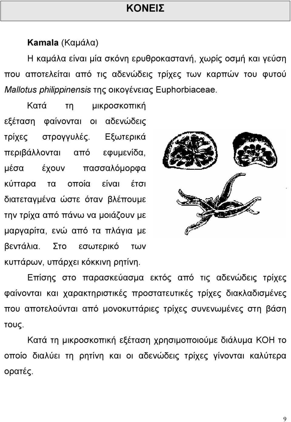 Εξωτερικά περιβάλλονται από εφυμενίδα, μέσα έχουν πασσαλόμορφα κύτταρα τα οποία είναι έτσι διατεταγμένα ώστε όταν βλέπουμε την τρίχα από πάνω να μοιάζουν με μαργαρίτα, ενώ από τα πλάγια με βεντάλια.