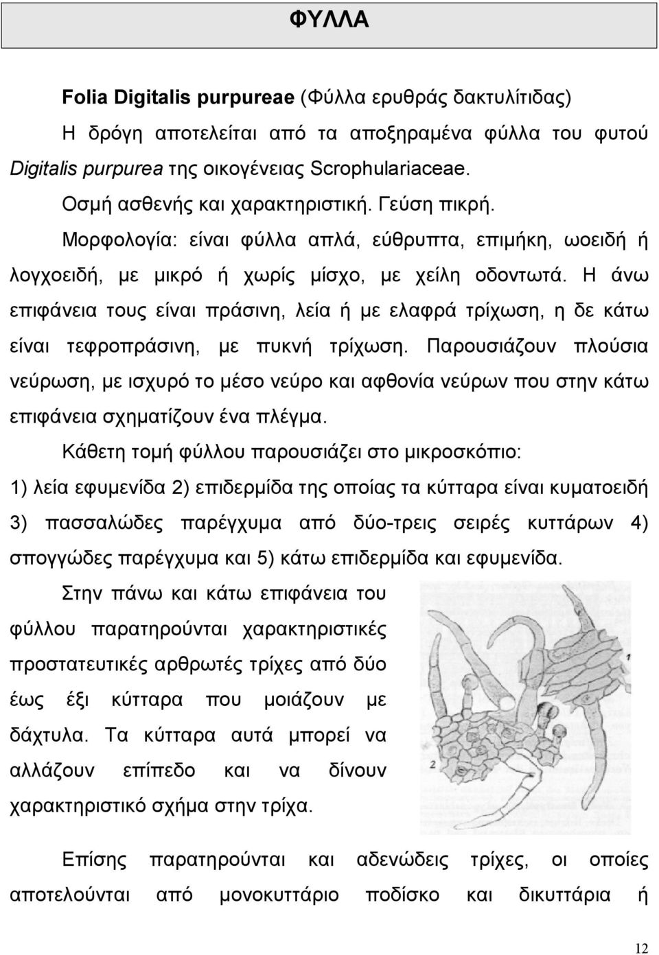 Η άνω επιφάνεια τους είναι πράσινη, λεία ή με ελαφρά τρίχωση, η δε κάτω είναι τεφροπράσινη, με πυκνή τρίχωση.