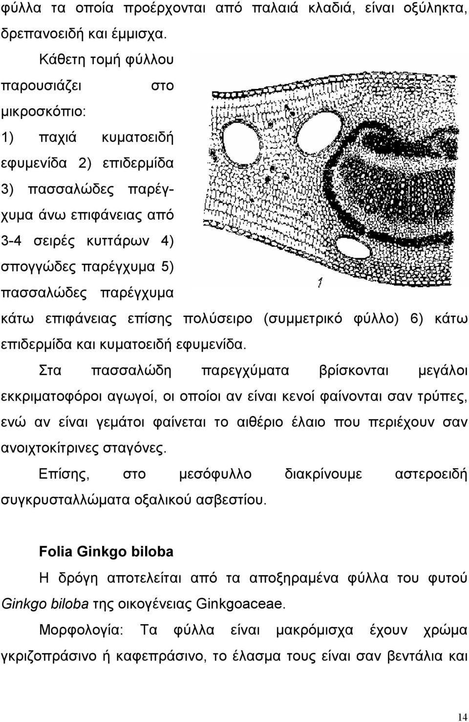 παρέγχυμα κάτω επιφάνειας επίσης πολύσειρο (συμμετρικό φύλλο) 6) κάτω επιδερμίδα και κυματοειδή εφυμενίδα.