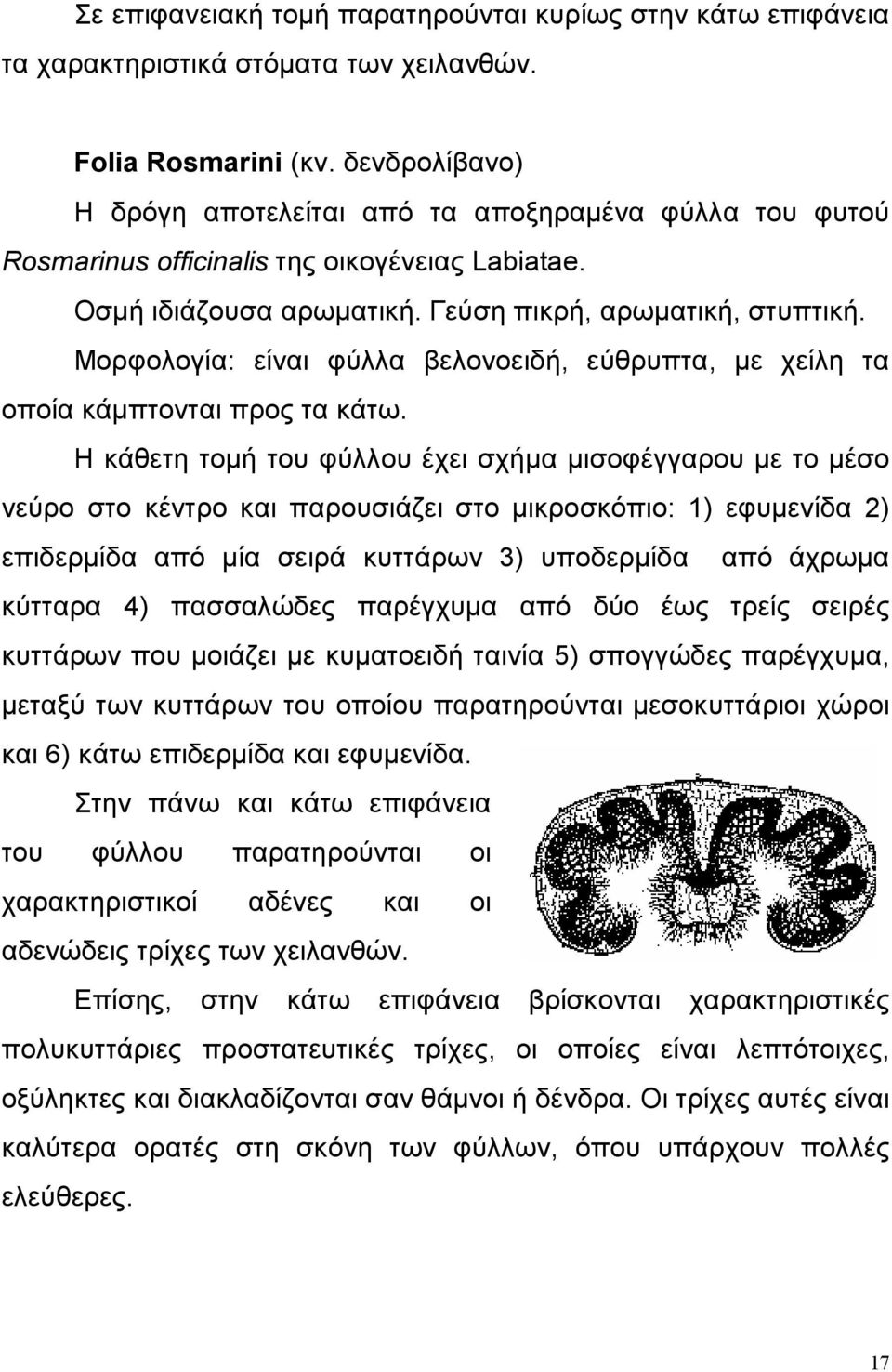 Μορφολογία: είναι φύλλα βελονοειδή, εύθρυπτα, με χείλη τα οποία κάμπτονται προς τα κάτω.