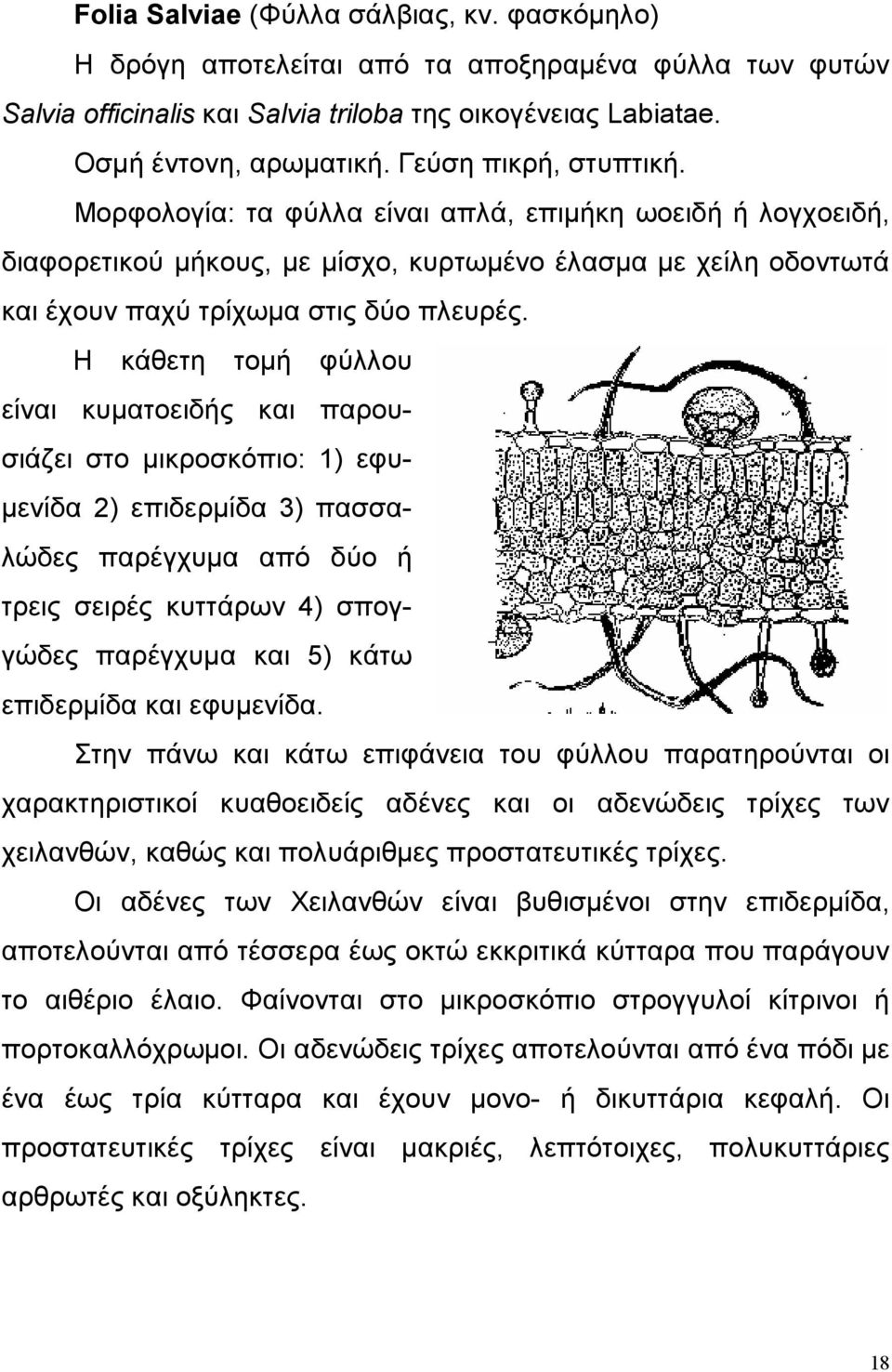 Η κάθετη τομή φύλλου είναι κυματοειδής και παρουσιάζει στο μικροσκόπιο: 1) εφυμενίδα 2) επιδερμίδα 3) πασσαλώδες παρέγχυμα από δύο ή τρεις σειρές κυττάρων 4) σπογγώδες παρέγχυμα και 5) κάτω