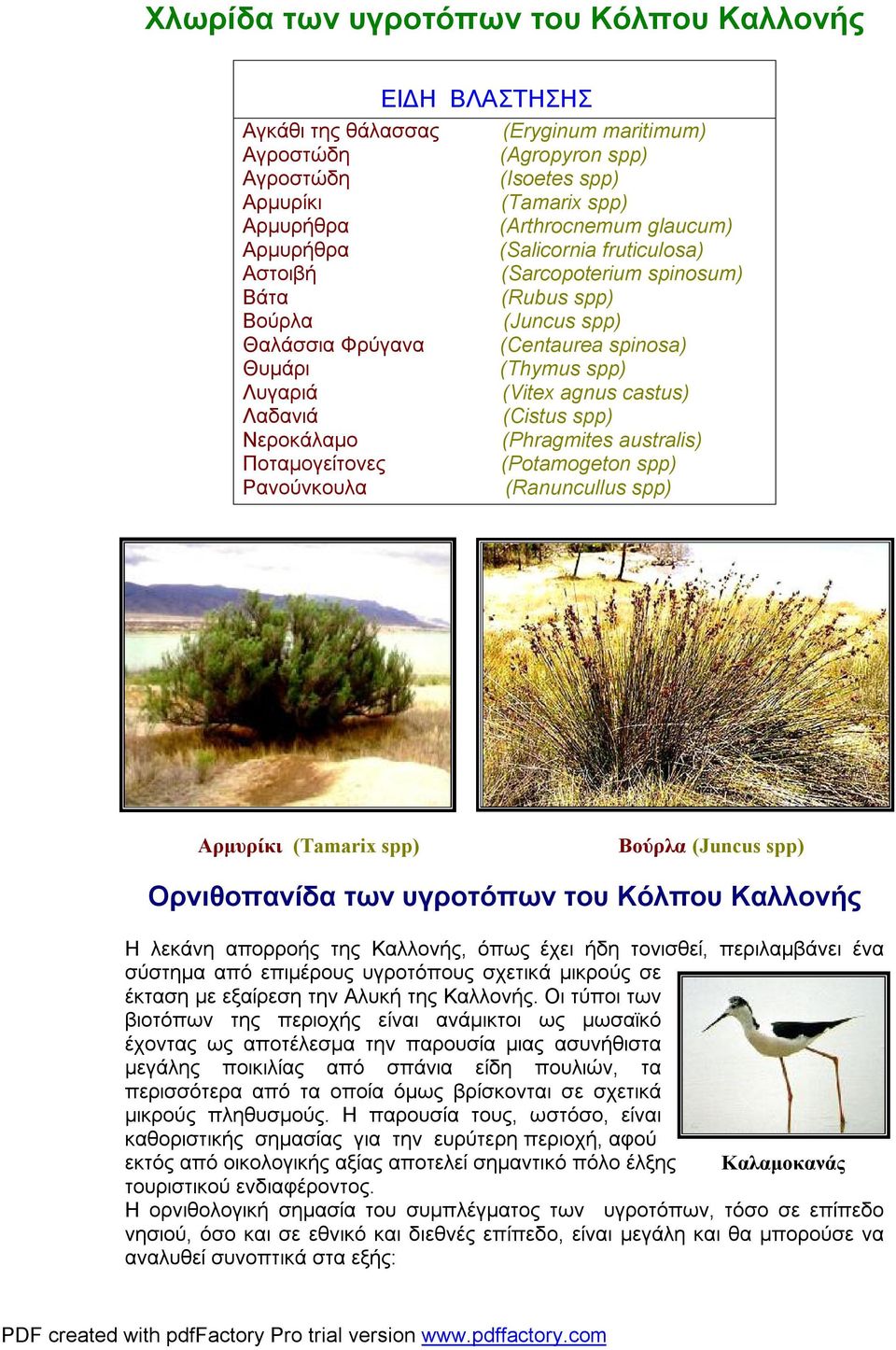 Λαδανιά (Cistus spp) Νεροκάλαμο (Phragmites australis) Ποταμογείτονες (Potamogeton spp) Ρανούνκουλα (Ranuncullus spp) Αρμυρίκι (Tamarix spp) Βούρλα (Juncus spp) Ορνιθοπανίδα των υγροτόπων του Κόλπου