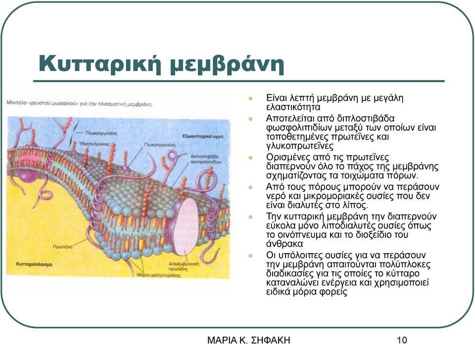 Από τους πόρους μπορούν να περάσουν νερό και μικρομοριακές ουσίες που δεν είναι διαλυτές στο λίπος.