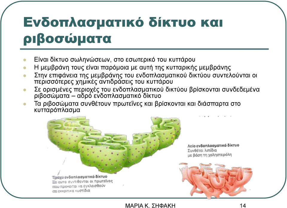 περισσότερες χημικές αντιδράσεις του κυττάρου Σε ορισμένες περιοχές του ενδοπλασματικού δικτύου βρίσκονται