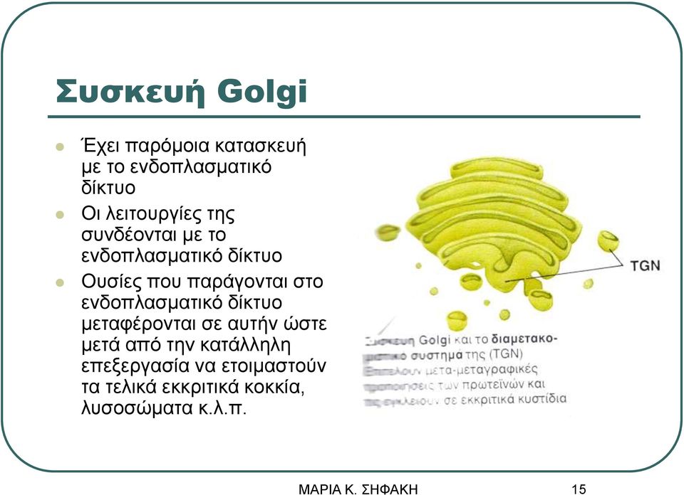 παράγονται στο ενδοπλασματικό δίκτυο μεταφέρονται σε αυτήν ώστε μετά από