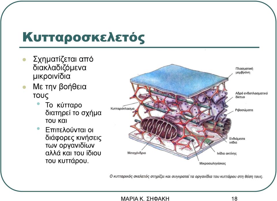 διατηρεί το σχήμα του και Επιτελούνται οι διάφορες