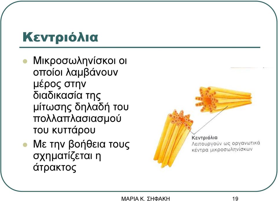 μίτωσης δηλαδή του πολλαπλασιασμού του