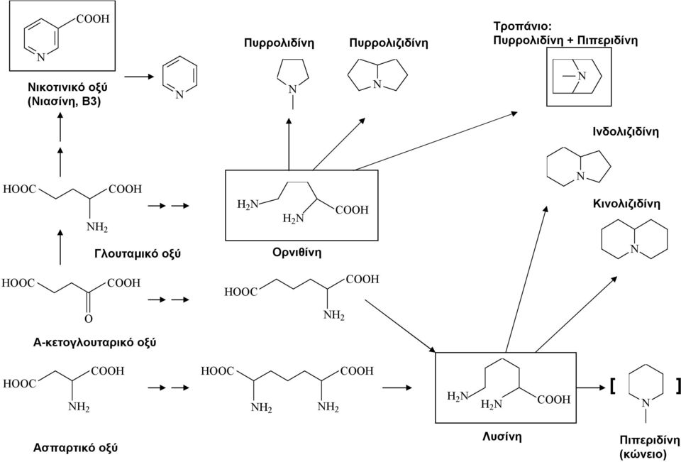 Κινολιζιδίνη Γλουταμικό οξύ Ορνιθίνη C C C C 2