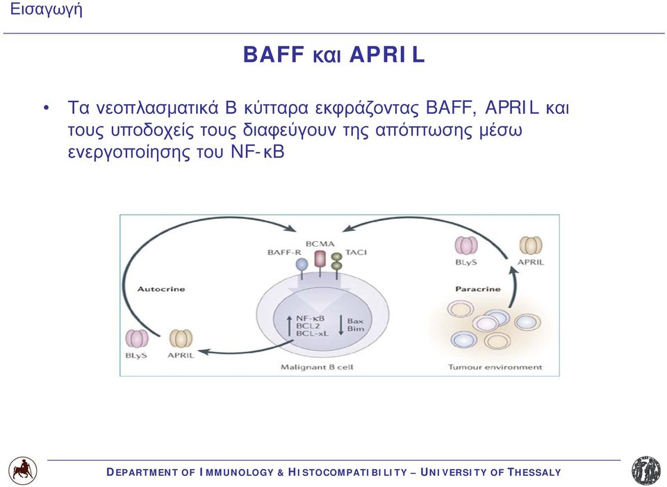 BAFF, APRIL και τους υποδοχείς τους