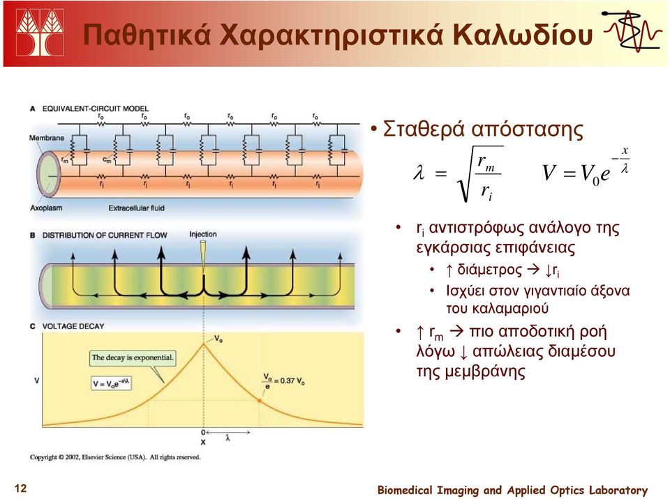 x λ διάμετρος r i Ισχύει στον γιγαντιαίο άξονα του καλαμαριού