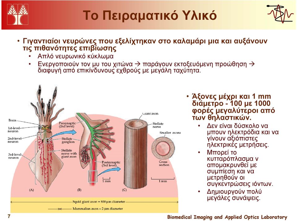 Άξονες μέχρι και 1 mm διάμετρο - 100 με 1000 φορές μεγαλύτεροι από των θηλαστικών.