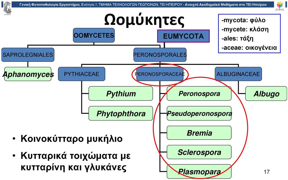 ALBUGINACEAE Pythium Peronospora Albugo Phytophthora Pseudoperonospora