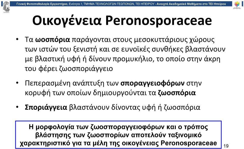 σποραγγειοφόρων στην κορυφή των οποίων δημιουργούνται τα ζωοσπόρια Σποριάγγεια βλαστάνουν δίνοντας υφή ή ζωοσπόρια Η μορφολογία