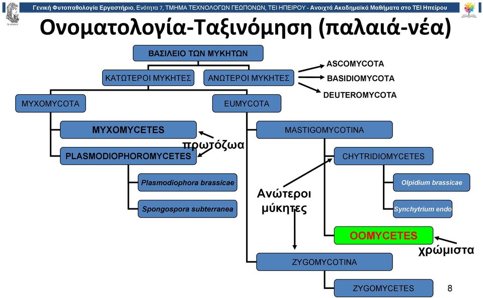 PLASMODIOPHOROMYCETES πρωτόζωα MASTIGOMYCOTINA CHYTRIDIOMYCETES Plasmodiophora brassicae