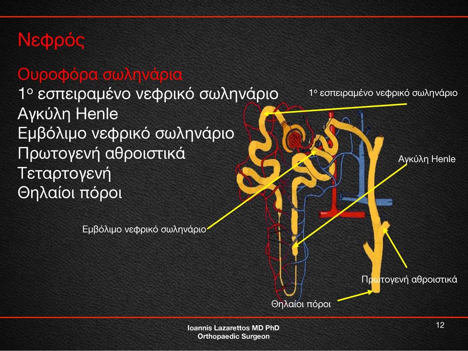 Τεταρτογενή Θηλαίοι πόροι 1 ο εσπειραμένο νεφρικό σωληνάριο 