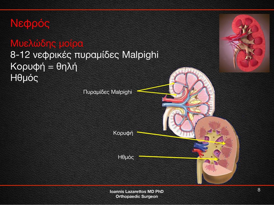 Malpighi Κορυφή = θηλή