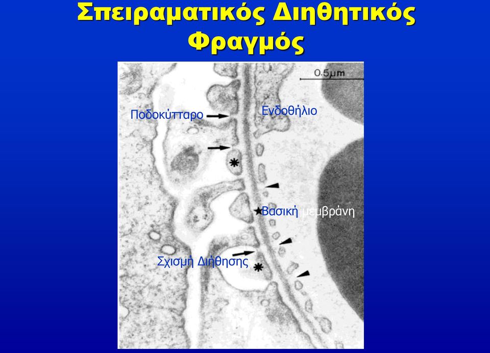 Ποδοκύτταρο Ενδοθήλιο