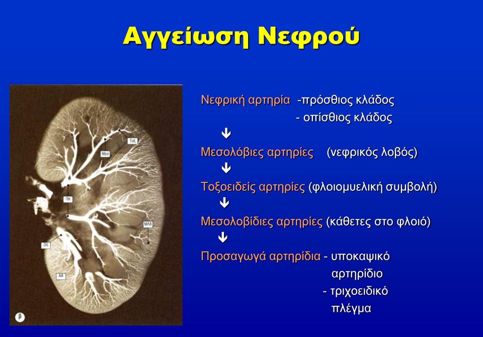 αρτηρίες (φλοιομυελική συμβολή) Μεσολοβίδιες αρτηρίες (κάθετες