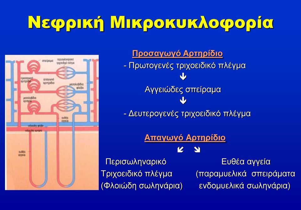 πλέγμα Απαγωγό Αρτηρίδιο Περισωληναρικό Ευθέα αγγεία Τριχοειδικό