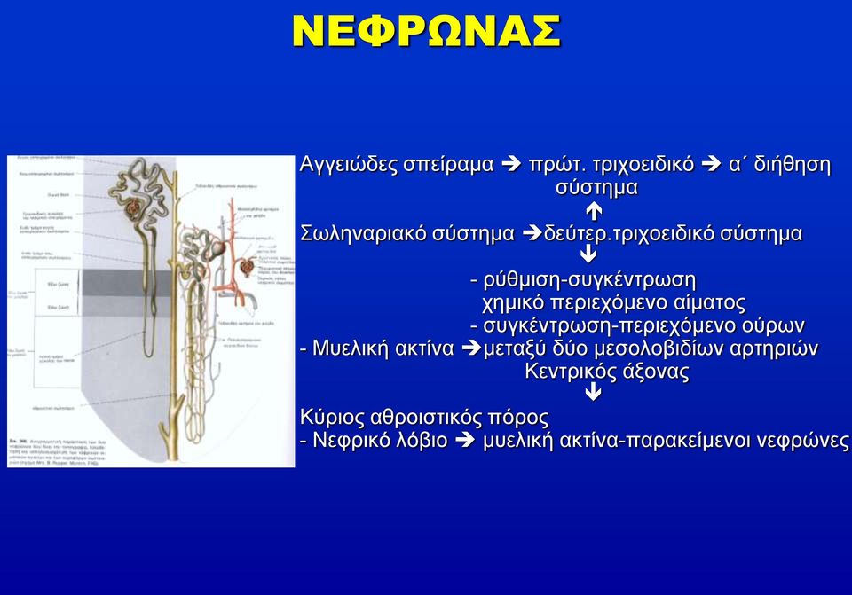 τριχοειδικό σύστημα - ρύθμιση-συγκέντρωση χημικό περιεχόμενο αίματος -
