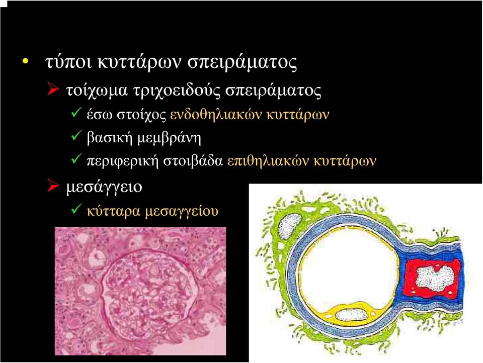 ενδοθηλιακών κυττάρων βασική μεμβράνη