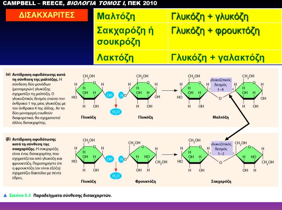 γλυκόζη Σακχαρόζη ή σουκρόζη Λακτόζη